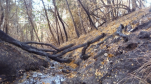 Un estudio del CONICET reveló que un incendio en la Patagonia afectó la calidad del agua durante más de dos años