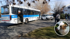 Final feliz: encontraron sana y salva a “Gorda”, la perrita que escapó tras el choque entre un colectivo y una camioneta