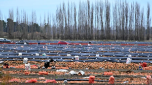 La cebolla del Valle de Viedma: más de 130 productores abastecen mercados de Brasil y Paraguay