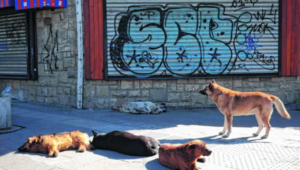 Bariloche confirmó la presencia de Brucella canis en perros y realizó el primer estudio epidemiológico municipal
