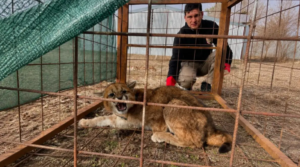 Rescataron y liberaron a un puma que había ingresado a una posta sanitaria cerca de Aluminé