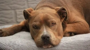 Una pelea por un perro suelto terminó en la Justicia tras denuncias cruzadas en Sierra Grande
