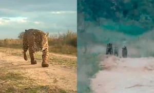 Imponente registro en Corrientes: filmaron de cerca a la yaguareté “Sa’yju” en el Iberá