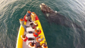 Río Negro se prepara para una nueva temporada de avistaje de ballenas: proponen comenzar el 14 de agosto