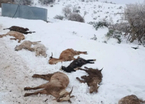 Crianceros de Loncopué denuncian aislamiento y falta de alimento para sus animales
