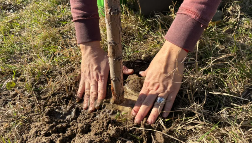 Río Negro busca recuperar el sauce criollo con una campaña de plantación masiva