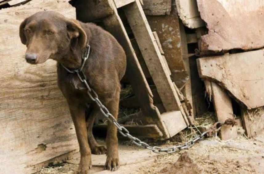 Qué puede hacer la Justicia de Paz ante una denuncia por maltrato animal en Río Negro