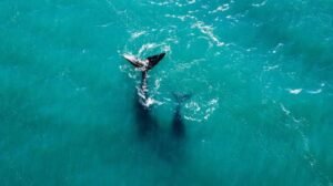 Maravilla natural en el Golfo San Matías: Río Negro lanzó la temporada de avistaje de fauna marina