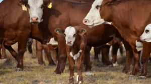 Tecnología para el campo: Altec prueba un sistema de monitoreo ganadero pensado para la Patagonia