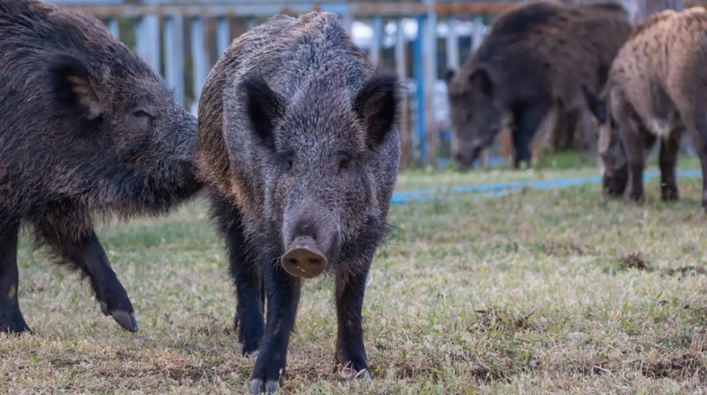 Nuevas reglas para producir en Río Negro: modernizaron las leyes de Marcas y Señales, Fauna y Carnes