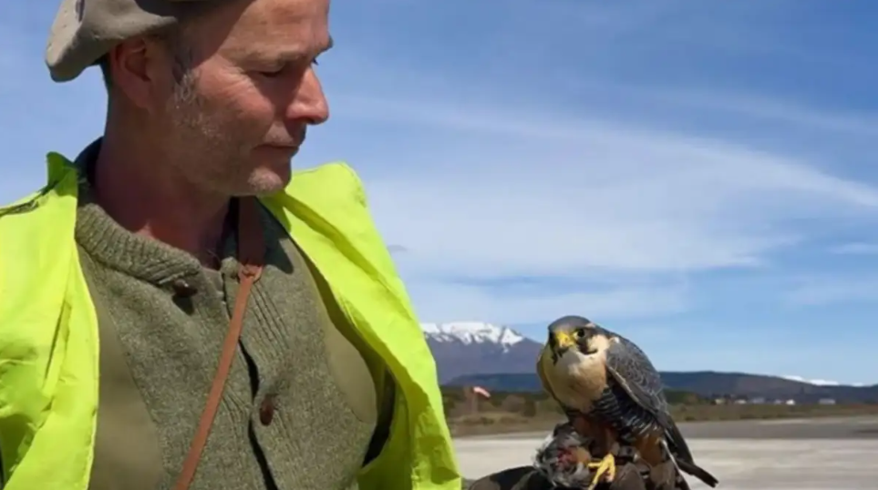 Galileo, Cafrune y Margot: las tres aves rapaces que ayudan a proteger los vuelos en Chapelco