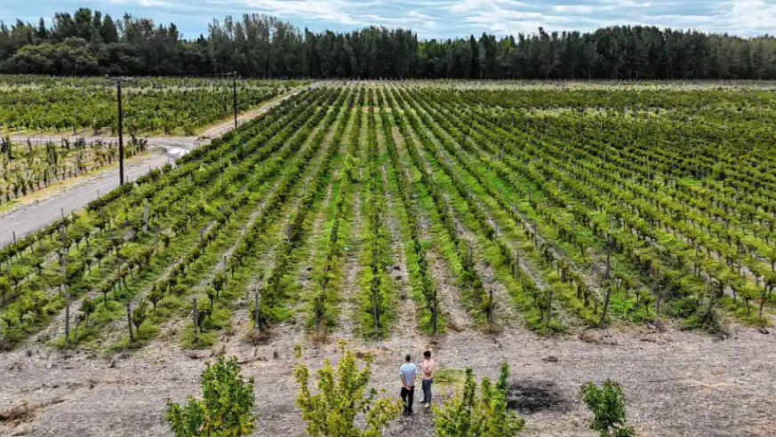 La vitivinicultura de Río Negro mira al exterior y suma inversiones en nuevos viñedos
