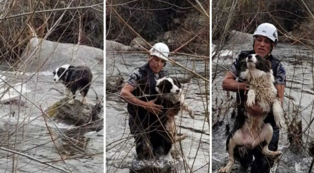 Rescataron a un perro que quedó atrapado en una piedra en un arroyo crecido de Corcovado