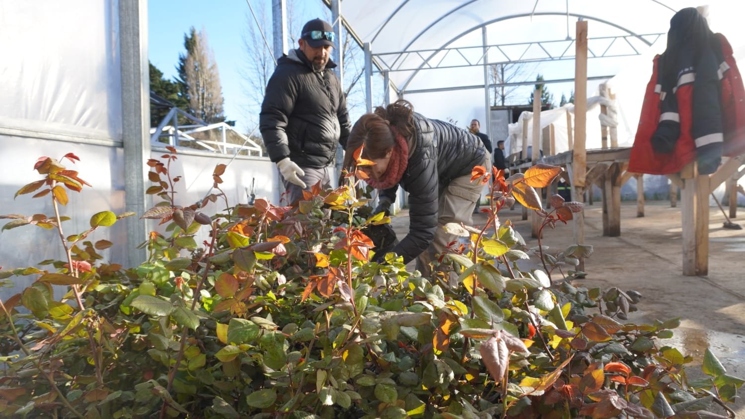 Primavera: Bariloche suma 1.700 rosales para vestir de color la ciudad Primavera: Bariloche suma 1.700 rosales para vestir de color la ciudad