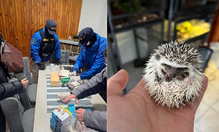 Operativo por tráfico de animales: allanaron un comercio en Neuquén y secuestraron fauna exótica