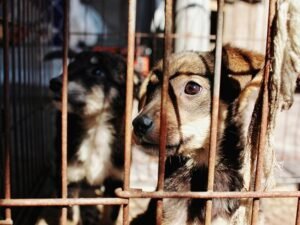 Crueldad en Zapala: imputaron a un hombre por maltrato animal tras la intoxicación de dos perros