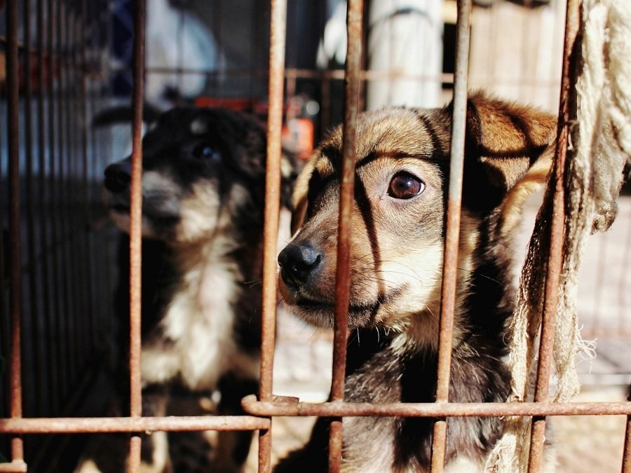 Crueldad en Zapala: imputaron a un hombre por maltrato animal tras la intoxicación de dos perros