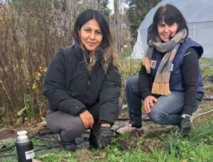 El INTA y la UNCo evalúan si el azafrán puede convertirse en una nueva producción del Valle Inferior de Río Negro