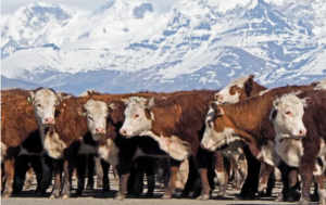 Neuquén pagará hasta 0.000 por animal en el nuevo programa de refugo ganadero