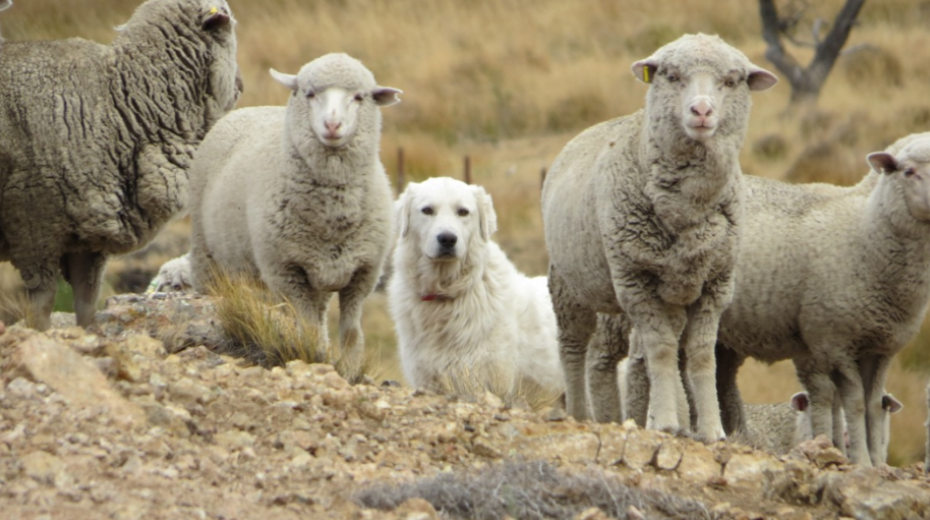 Un estudio de Bariloche propone proteger al ganado ovino con perros para reducir los ataques de depredadores