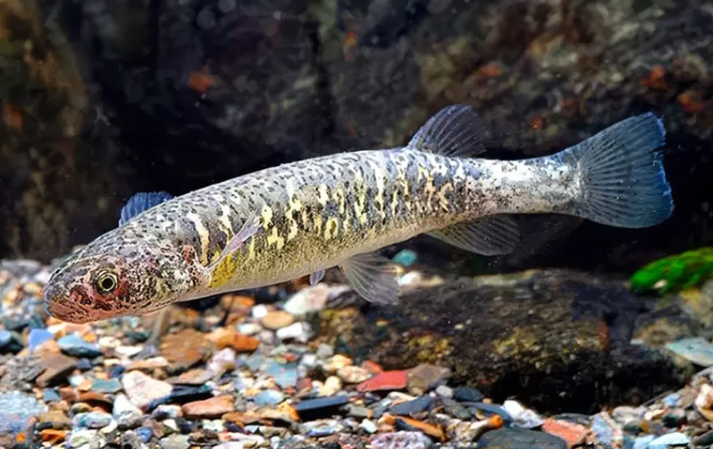 Puyén grande: el pez patagónico que sobrevive en aguas frías y con poco oxígeno