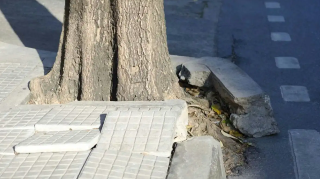Arbolado urbano en Neuquén: qué árboles evitar en las veredas y cómo prevenir daños y accidentes