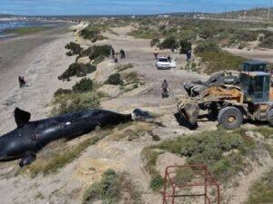 Alerta en la Patagonia: Greenpeace vincula las muertes masivas de ballenas en Chubut con la actividad industrial