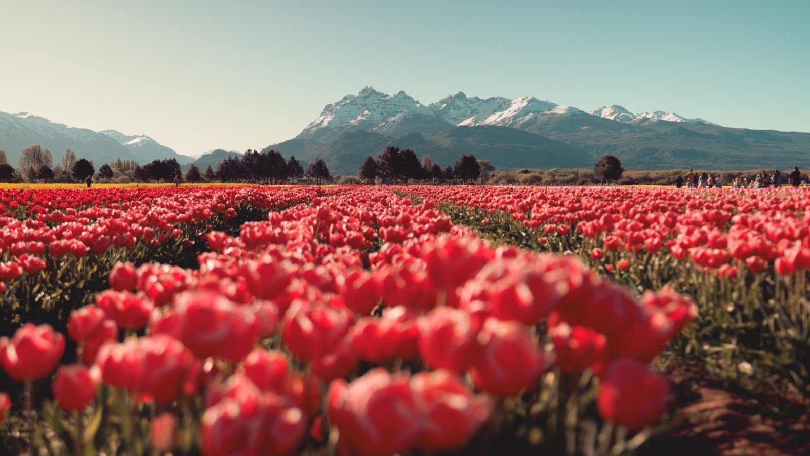 Chubut acompaña una nueva Temporada de Tulipanes en Trevelin con una fuerte llegada de turistas Chubut acompaña una nueva Temporada de Tulipanes en Trevelin con una fuerte llegada de turistas
