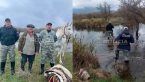 Operativo en Junín de los Andes: rescataron a 12 caballos aislados por la crecida del río Chimehuín