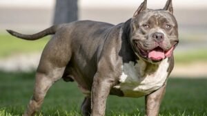 Dos vecinos fueron considerados responsables por una pelea entre perros que terminó con dos animales muertos