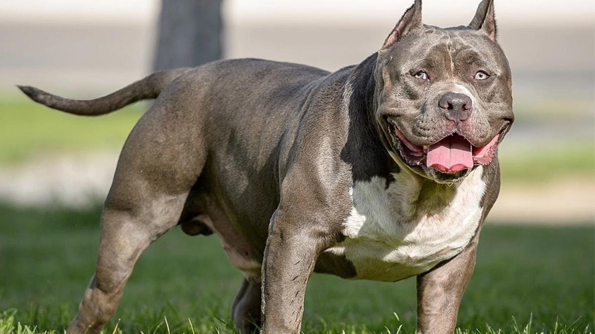 Dos vecinos fueron considerados responsables por una pelea entre perros que terminó con dos animales muertos Dos vecinos fueron considerados responsables por una pelea entre perros que terminó con dos animales muertos